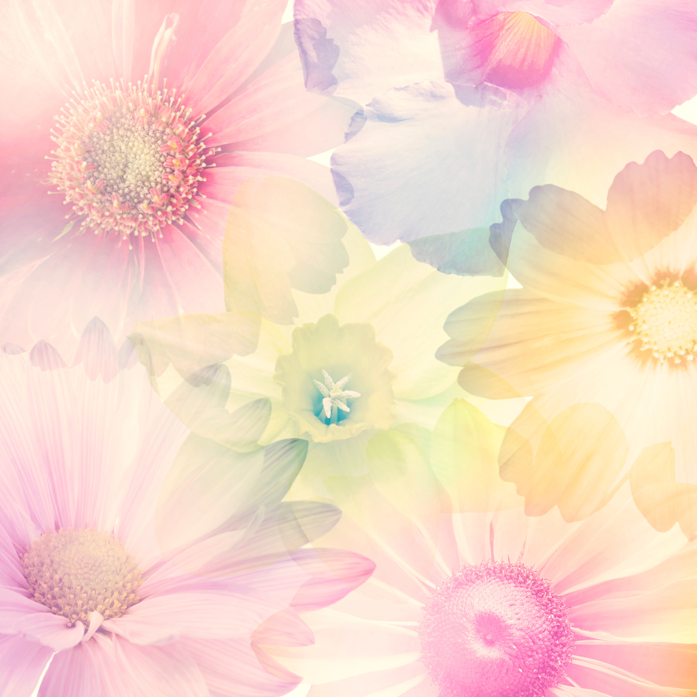 Abstract Colorful Flowers for Background